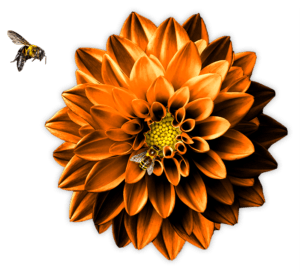 Dahlie-Bees-Orange